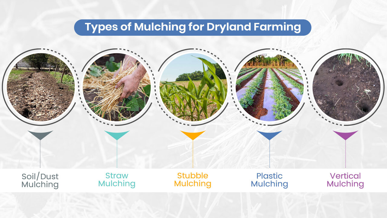 Types of Mulching for Dryland Farming