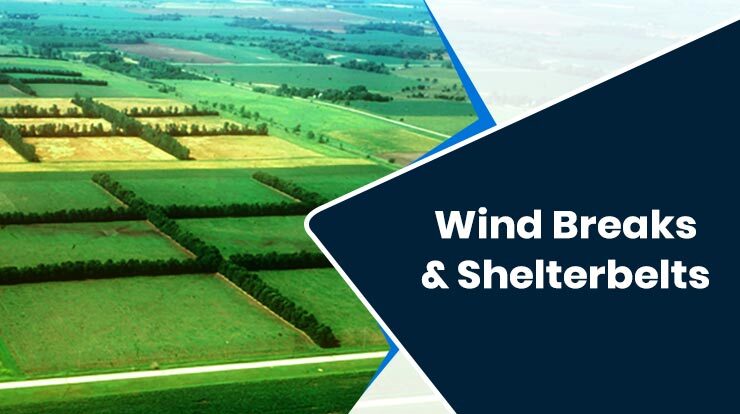 Using Wind Breaks & Shelterbelts