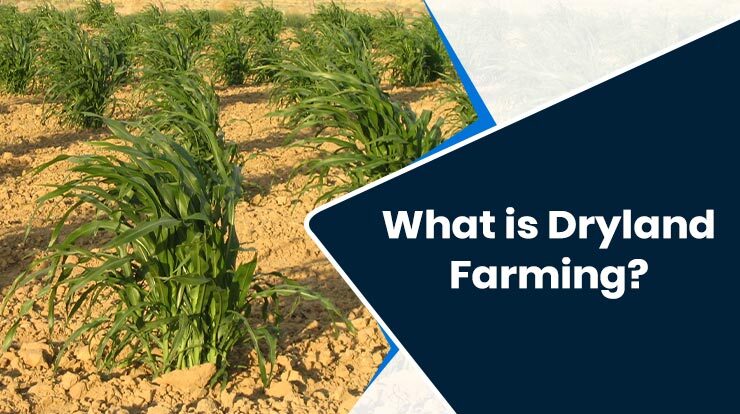 What is Dryland Farming
