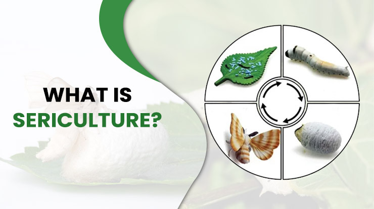 What is sericulture