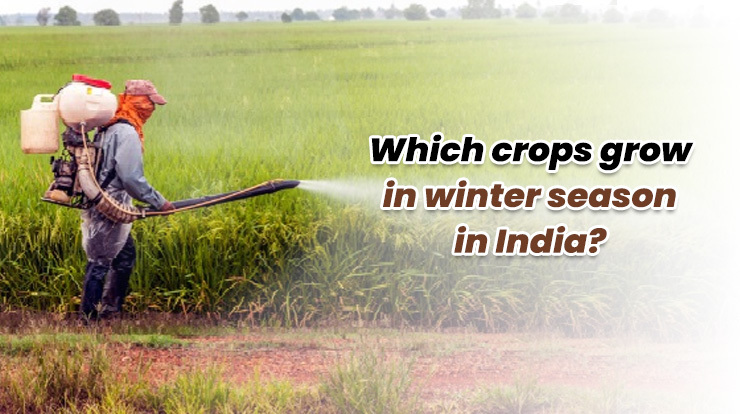 winter season crops in India