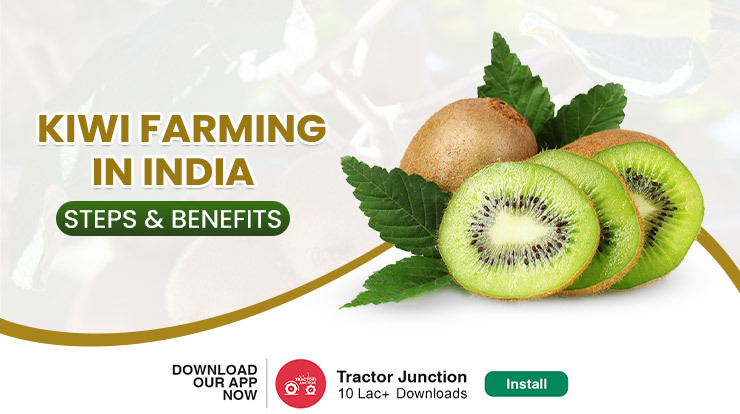 Kiwi Fruit Farming in India - Steps, Benefits & Net Profits