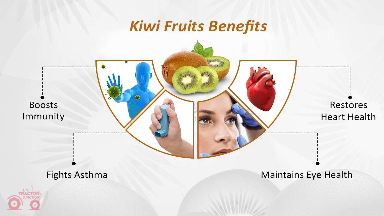 Kiwi Fruits Benefits