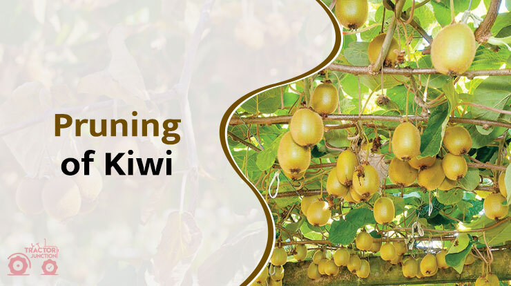 Pruning of Kiwi