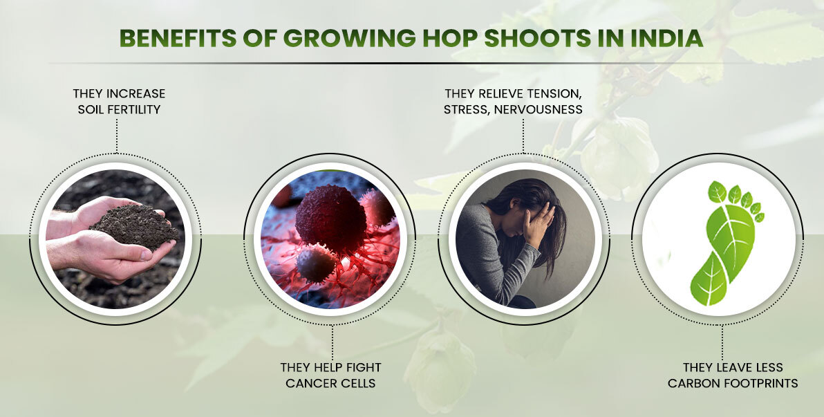 Hop Shoots Benefits - Are they Worth Growing
