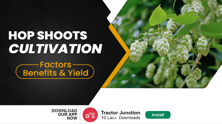 Hop Shoots Farming in India - Factors, Benefits and Earnings