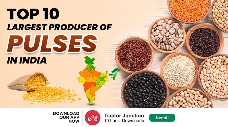 Top 10 Largest Producer of Pulses in India 2022