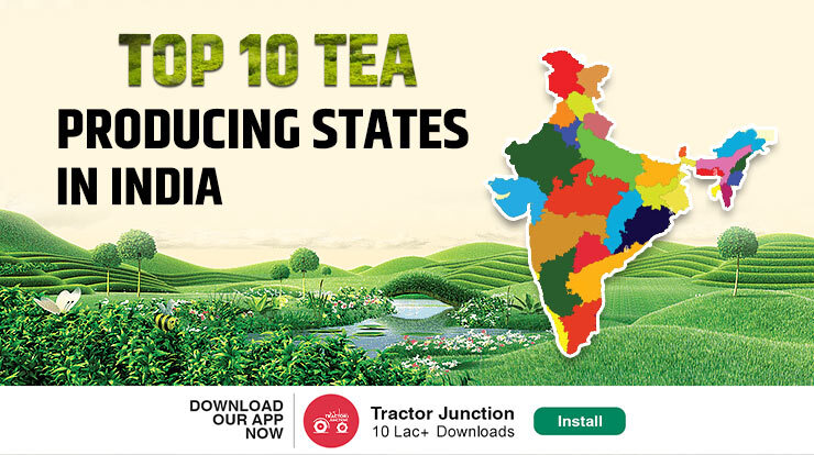 Top 10 Largest Tea Producing