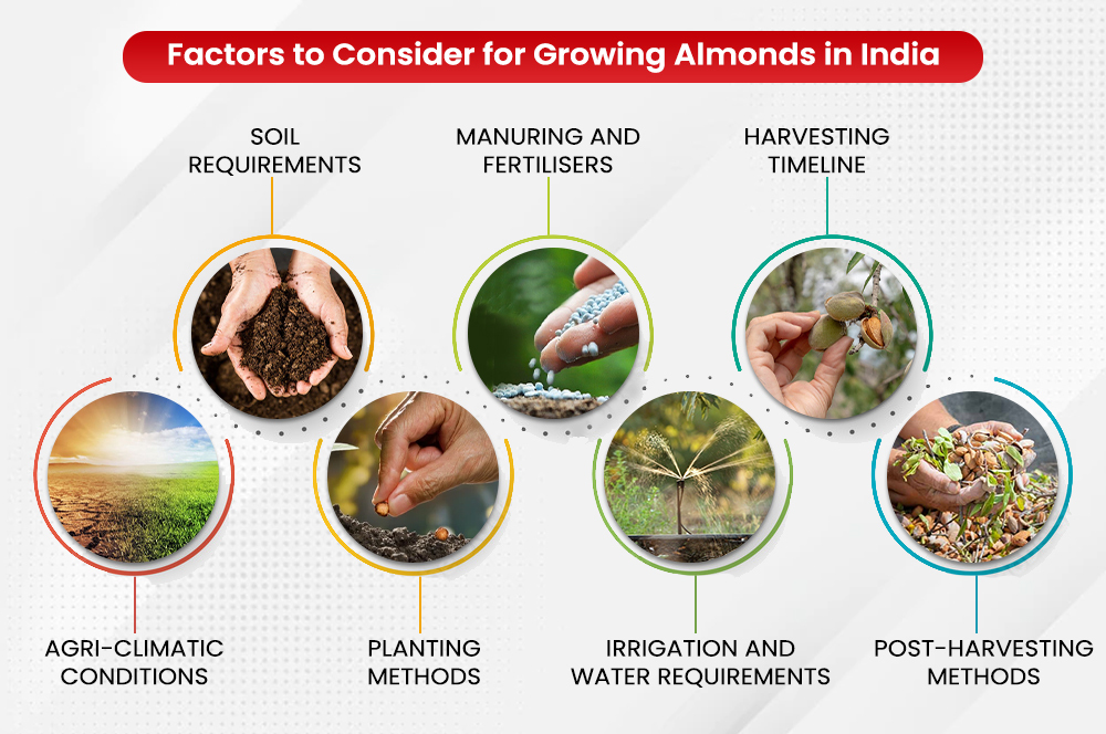 Factors to Consider for Growing Almonds in India