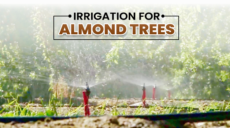 Irrigation for Almond Trees