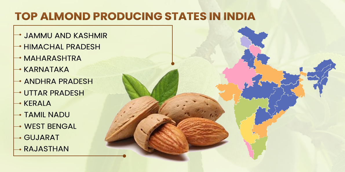 Top 11 Almond Producing States in India