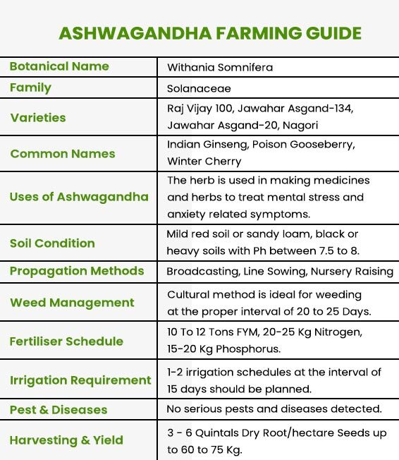 Ashwagandha Farming Guide 