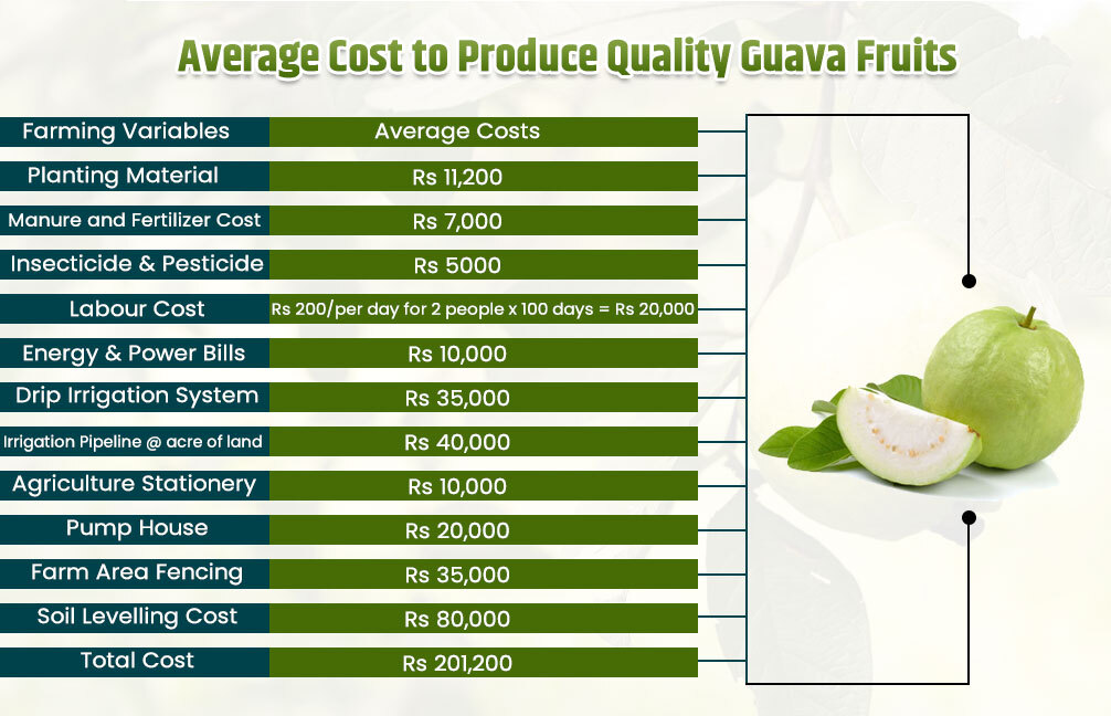 Average Cost to Produce Quality Guava Fruits