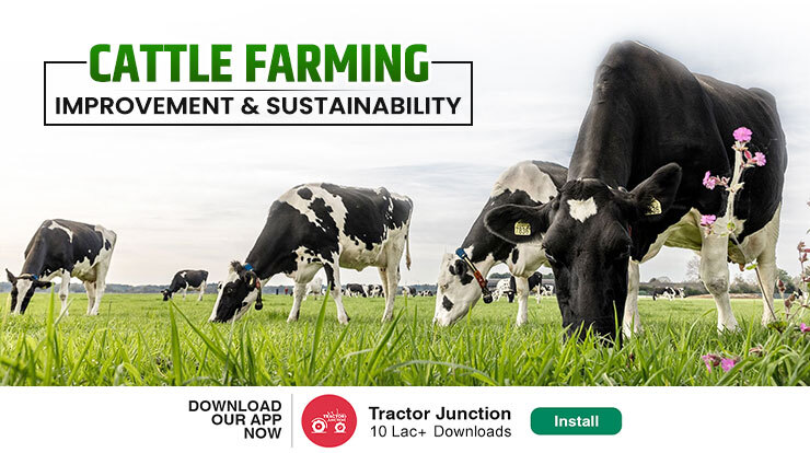 Cattle Farming Environmental sustainability & balanced production