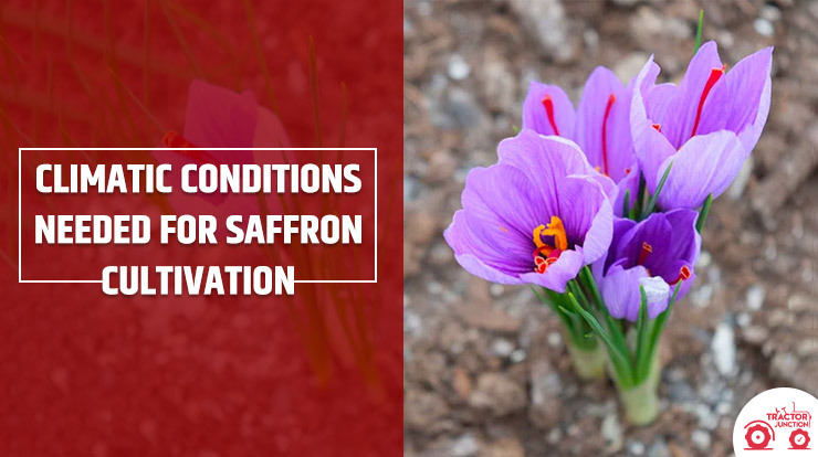 Climatic conditions needed for saffron cultivation