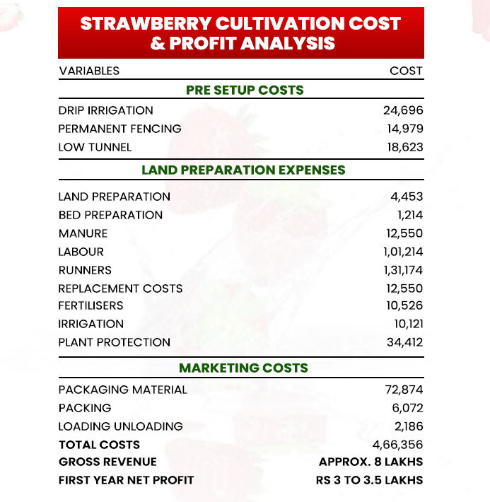Cost & Profit of Strawberry Farming in India