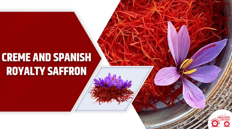 Creme and Spanish Saffron