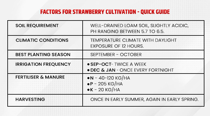 Factors for Strawberry Cultivation - Quick Guide