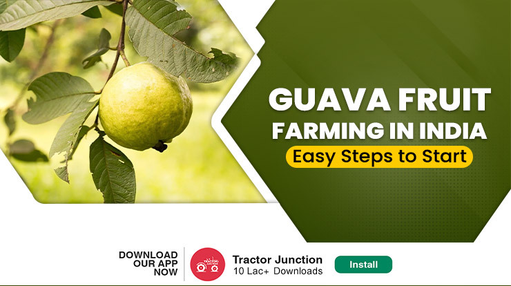 Guava Fruit Farming in India - Tips, Benefits & Yield
