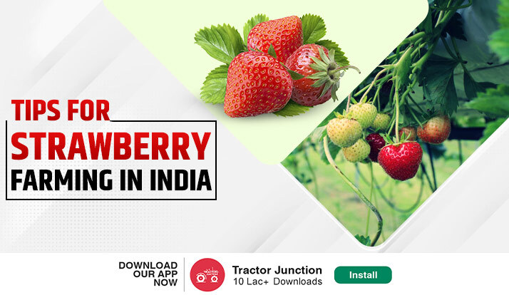 How to do Strawberry Cultivation in India Steps & Profit Explained