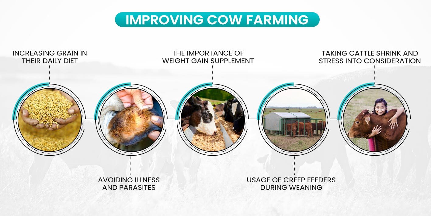 Improving cattle farming: Taking cow farming as a reference