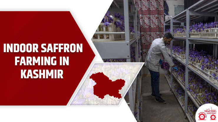 Kashmir Adapts The Indoor Saffron Farming