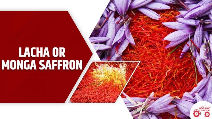 Lacha or Monga saffron