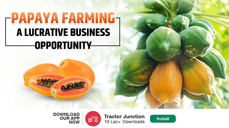 Papaya Farming A Lucrative Business Opportunity