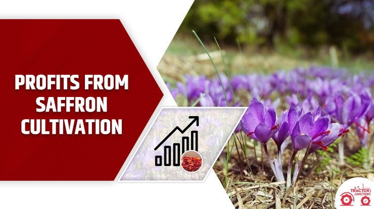 Profits from saffron cultivation