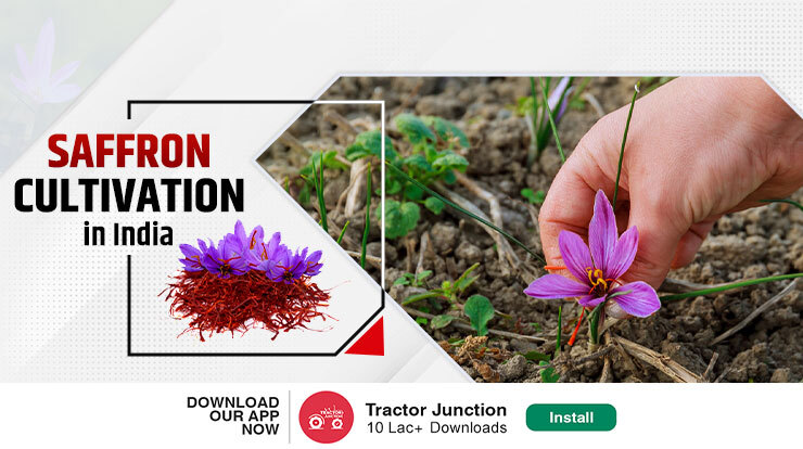 Saffron Cultivation in India Methods & Profits Explained