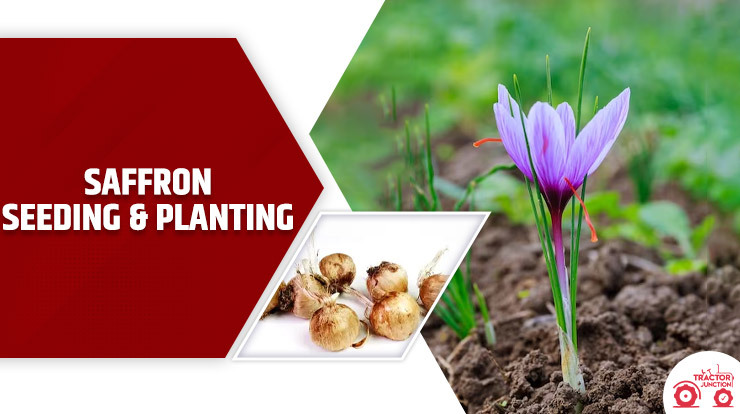 Saffron Seeding & Planting