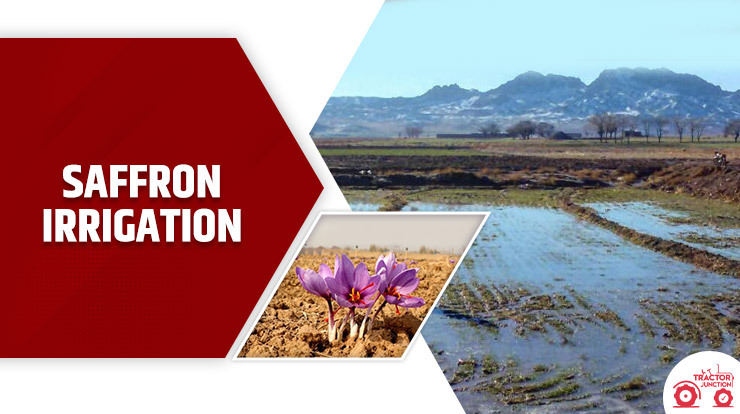 Saffron irrigation