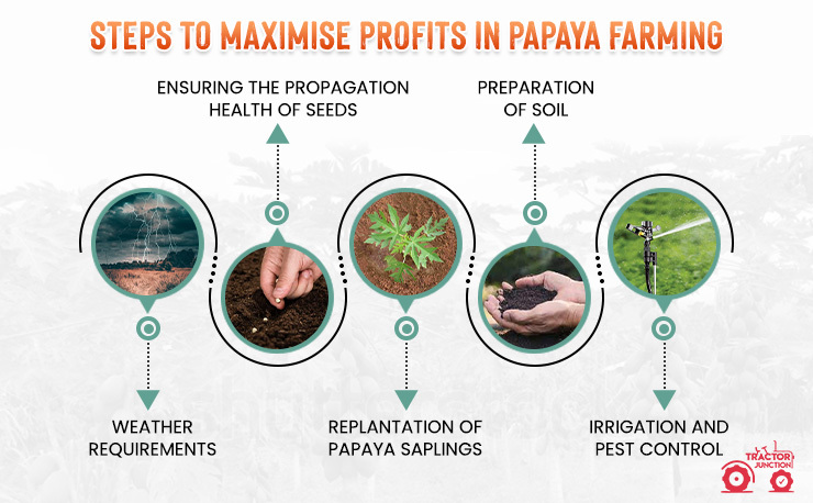 Steps to maximise profits in papaya farming