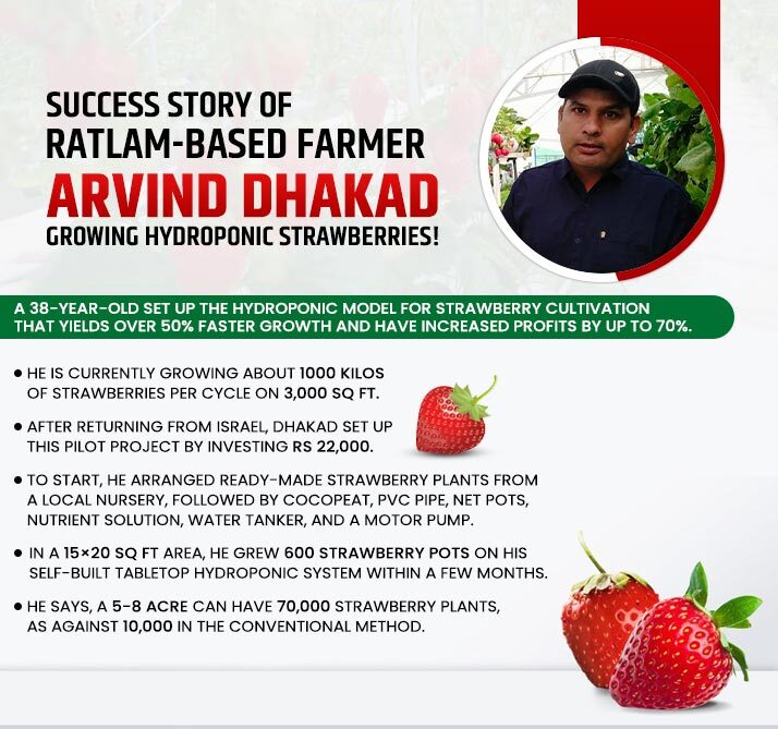Success Story of Ratlam-based farmer Arvind Dhakad Growing Hydroponic Strawberries!