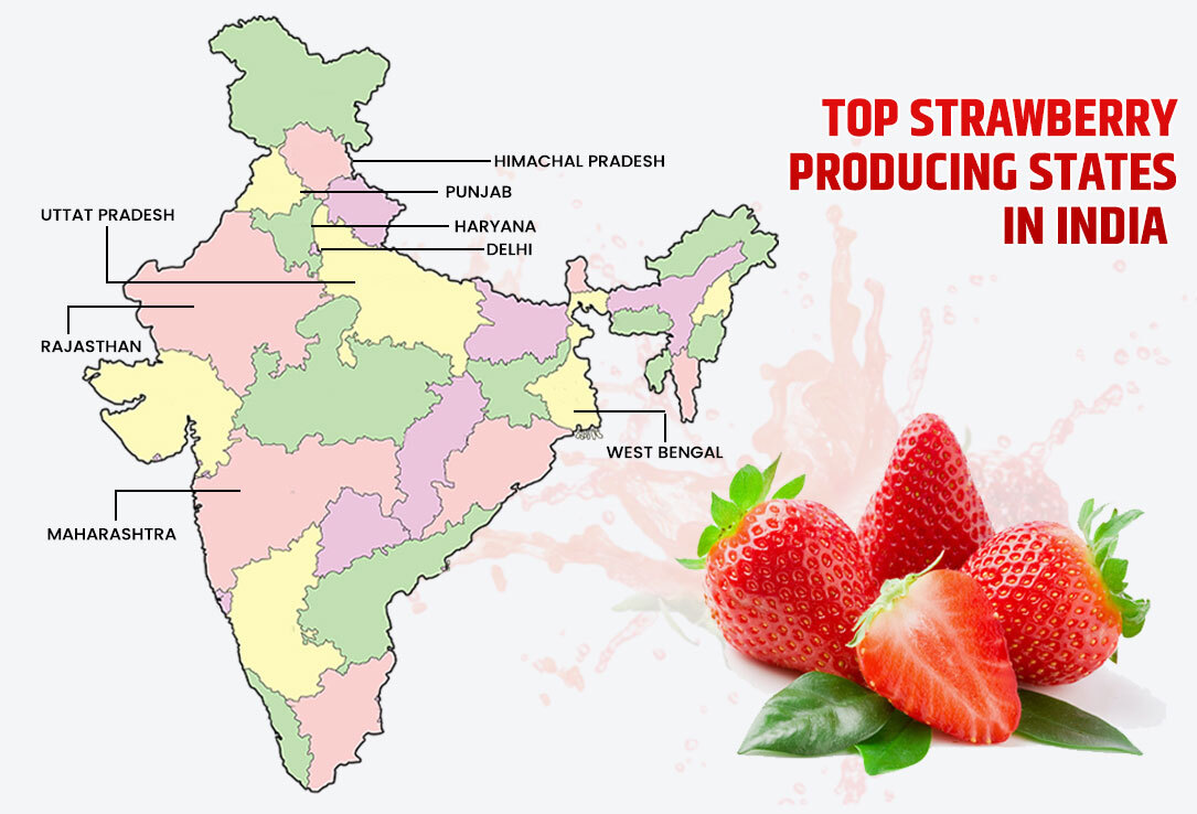 Top Strawberry Producing States in India 