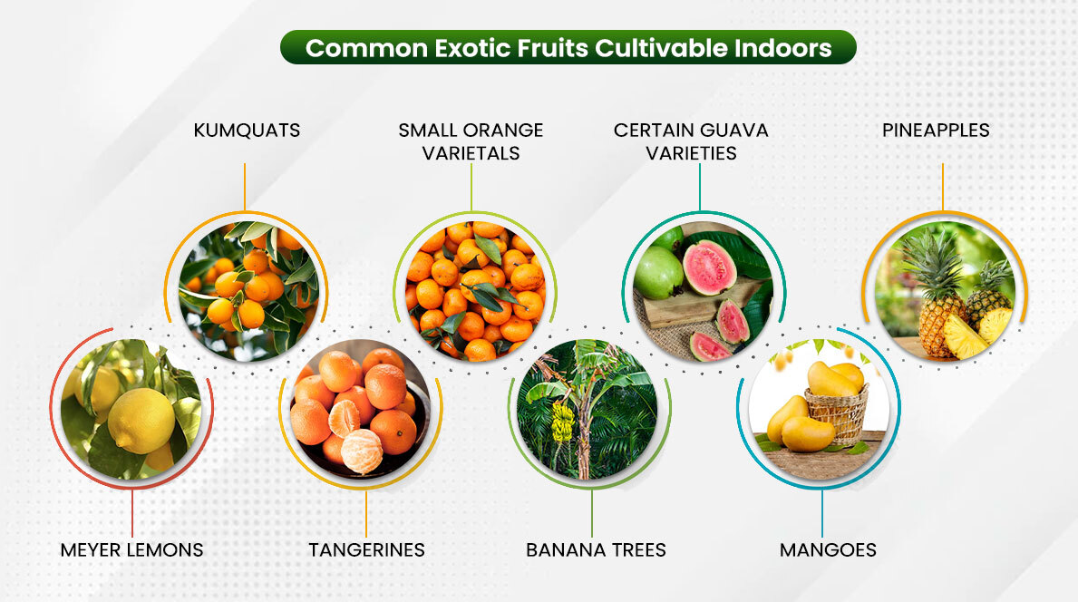 Common Exotic Fruits Cultivable Indoors
