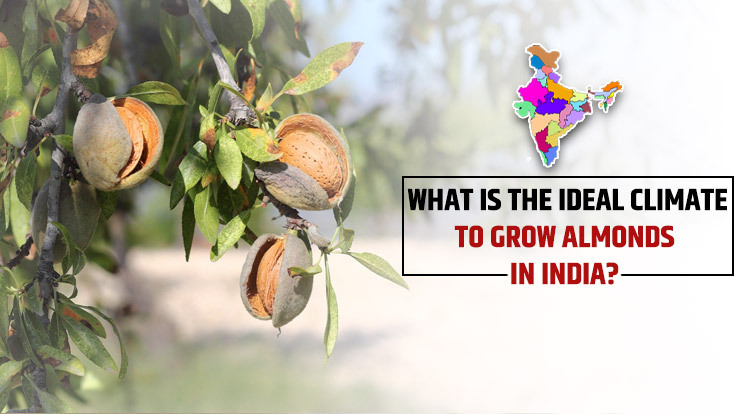 What is the ideal climate to grow almonds in India?