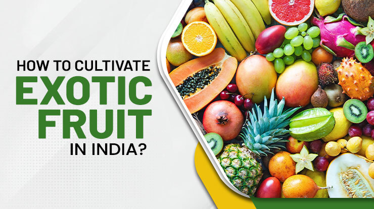 How to Cultivate Exotic Fruit in India?