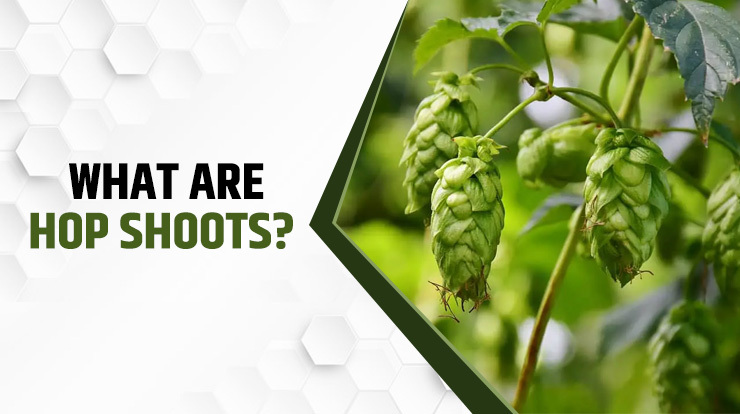 What are hop shoots?