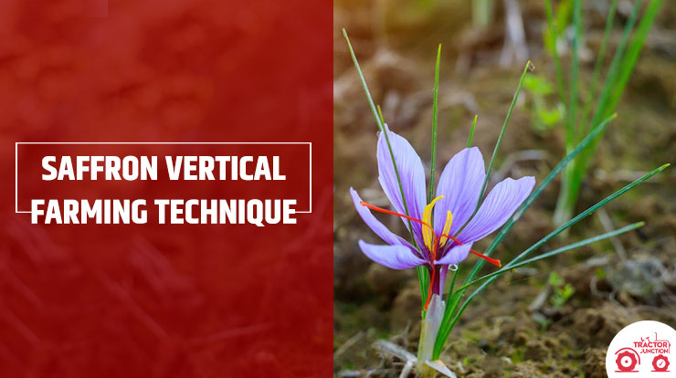 saffron vertical farming technique 