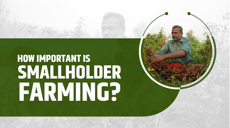 How important is smallholder farming?