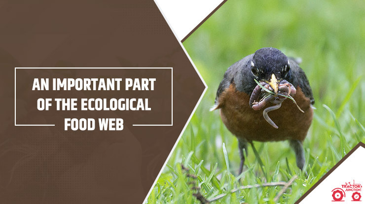 An important part of the ecological food web