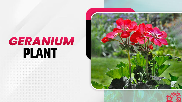 Geranium Plant - An Introduction