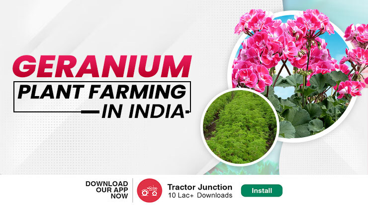 Geranium Plant Farming in India - Easy Steps & Profit