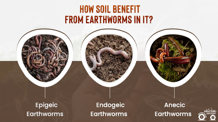 How does Soil Benefit from Earthworms in it