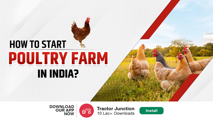 How to Do Poultry Farming? Cost & Profit Explained