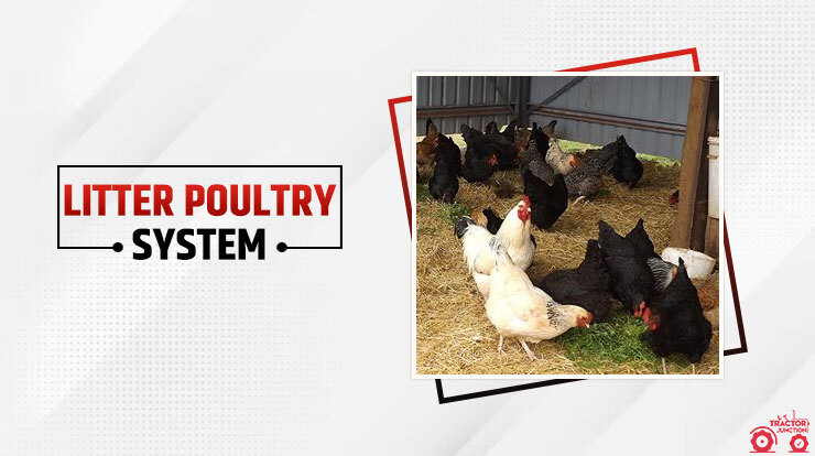 Litter Poultry System