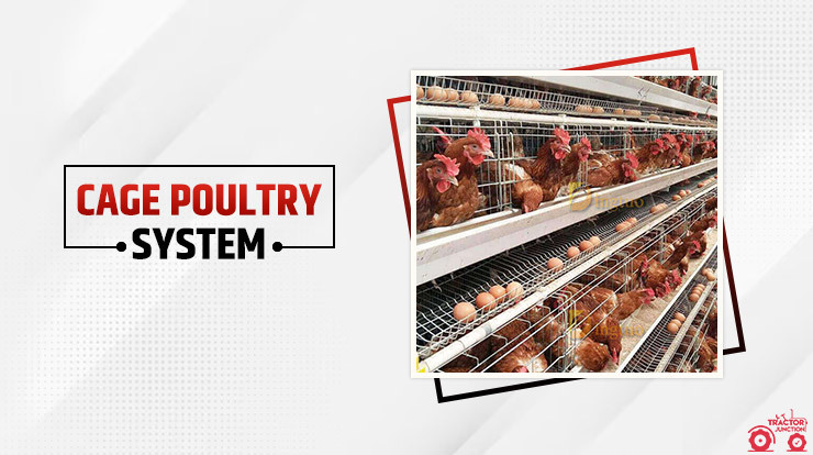 poultry farm business plan cost