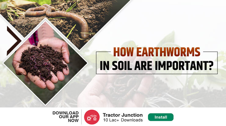 Role of Earthworms in Soil - How They Increase Crop Yield