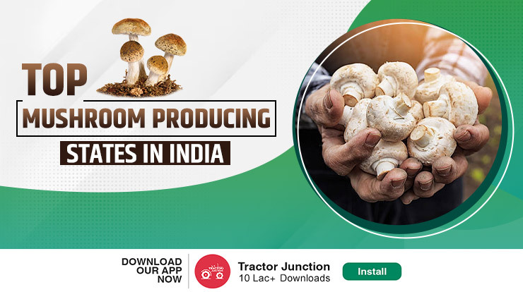 Top Mushroom Producing States in India - Types, Cost & Profit